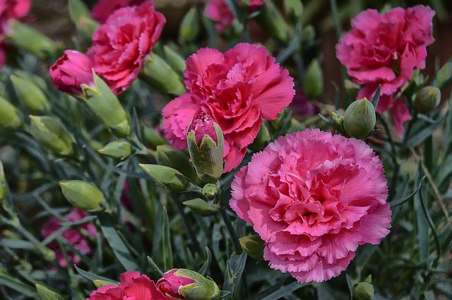 Carnation Flowers