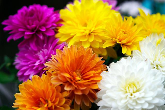 Chrysanthemum Flowers