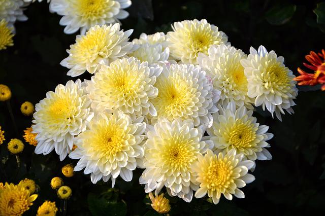 Chrysanthemum Flower