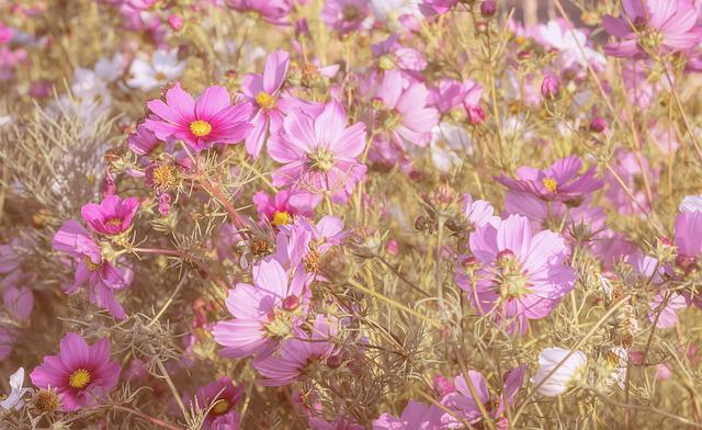 Cosmos Flowers