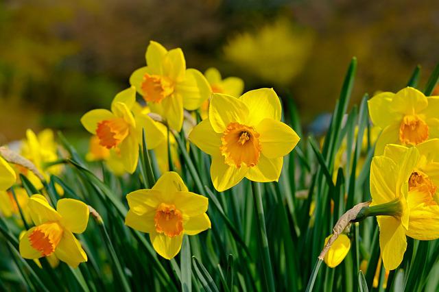 Daffodil Flowers