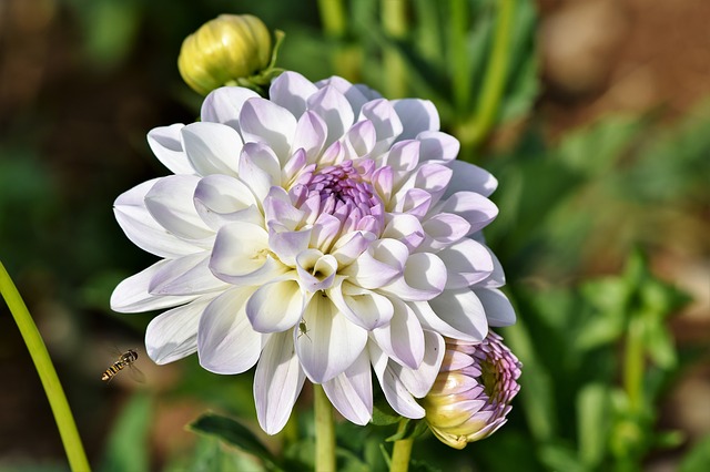 Dahlia Flowers