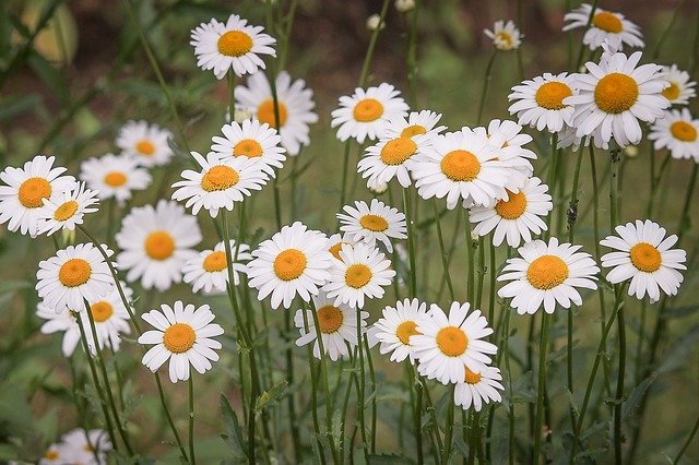 Daisy Flowers