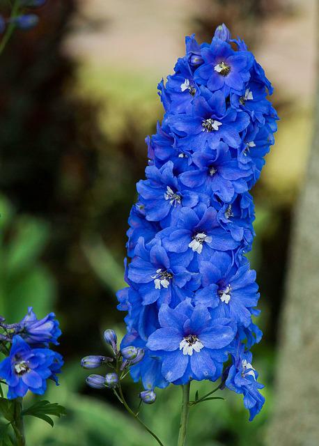 Delphinium Flowers