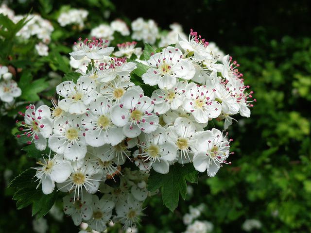 Hawthorn Flower