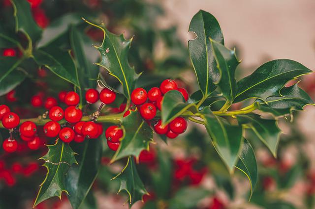 Holly Plants