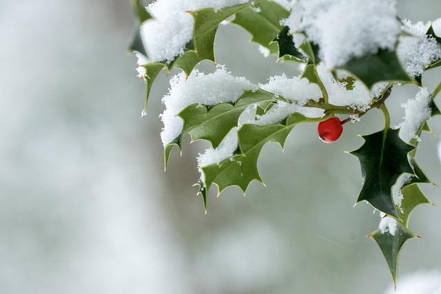 Holly Plant