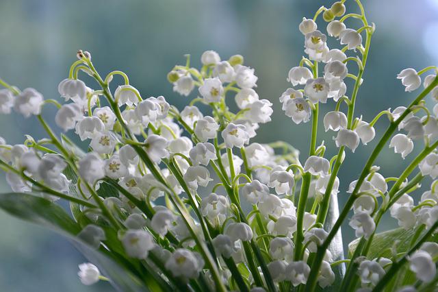 Lily of the valley Flowers