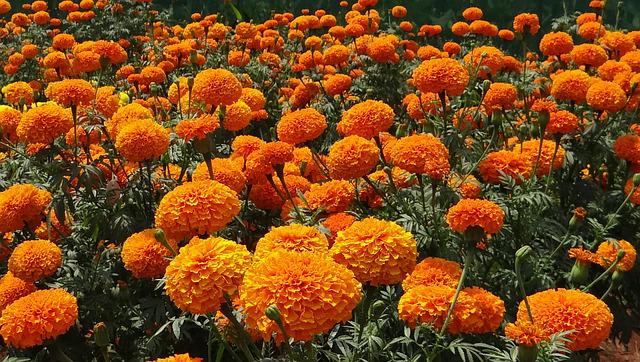 Marigold Flower