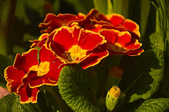 Primrose Flower