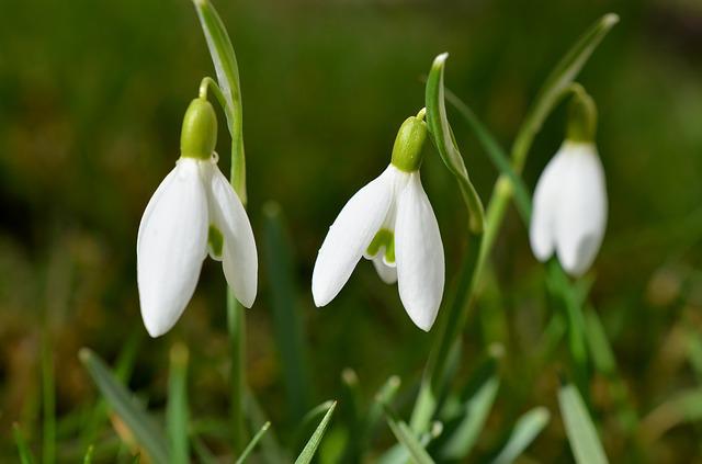 Snowdrop Flower