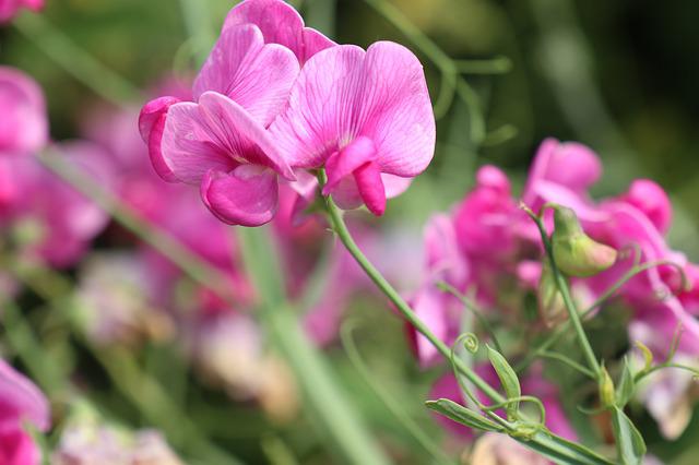 Sweet Pea Flower