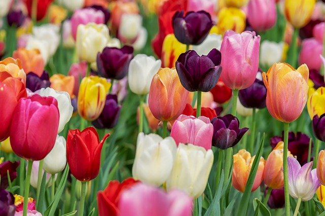 Tulip Flower