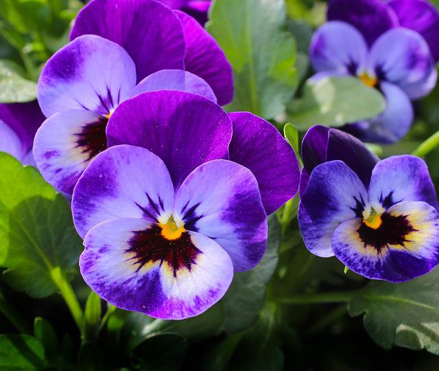 Violet Flowers